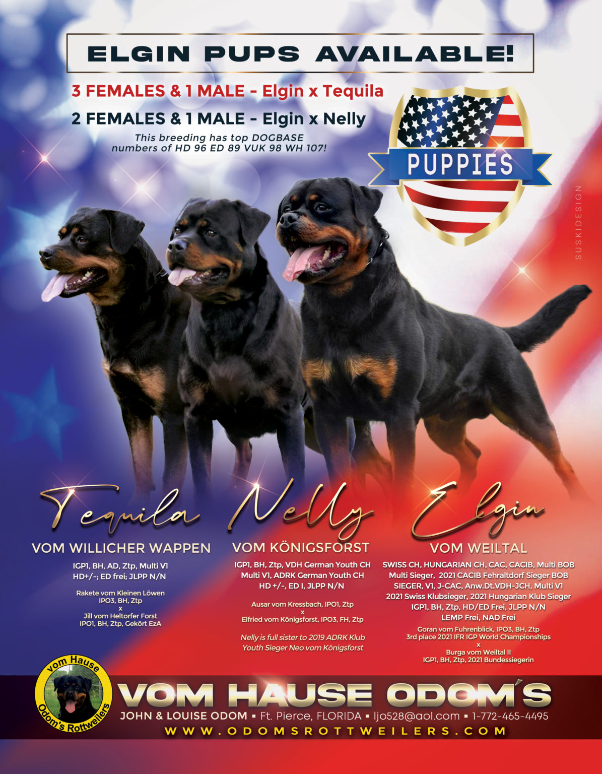 Puppies – vom Hause Odoms Rottweilers